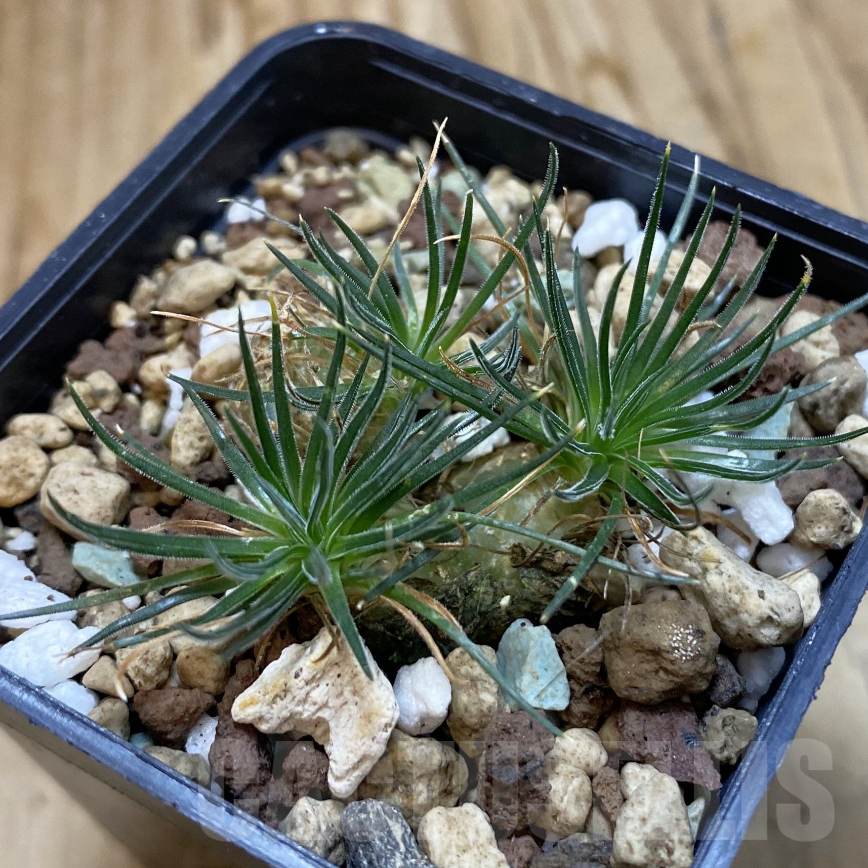 SH19279 Ornithogalum sardienii