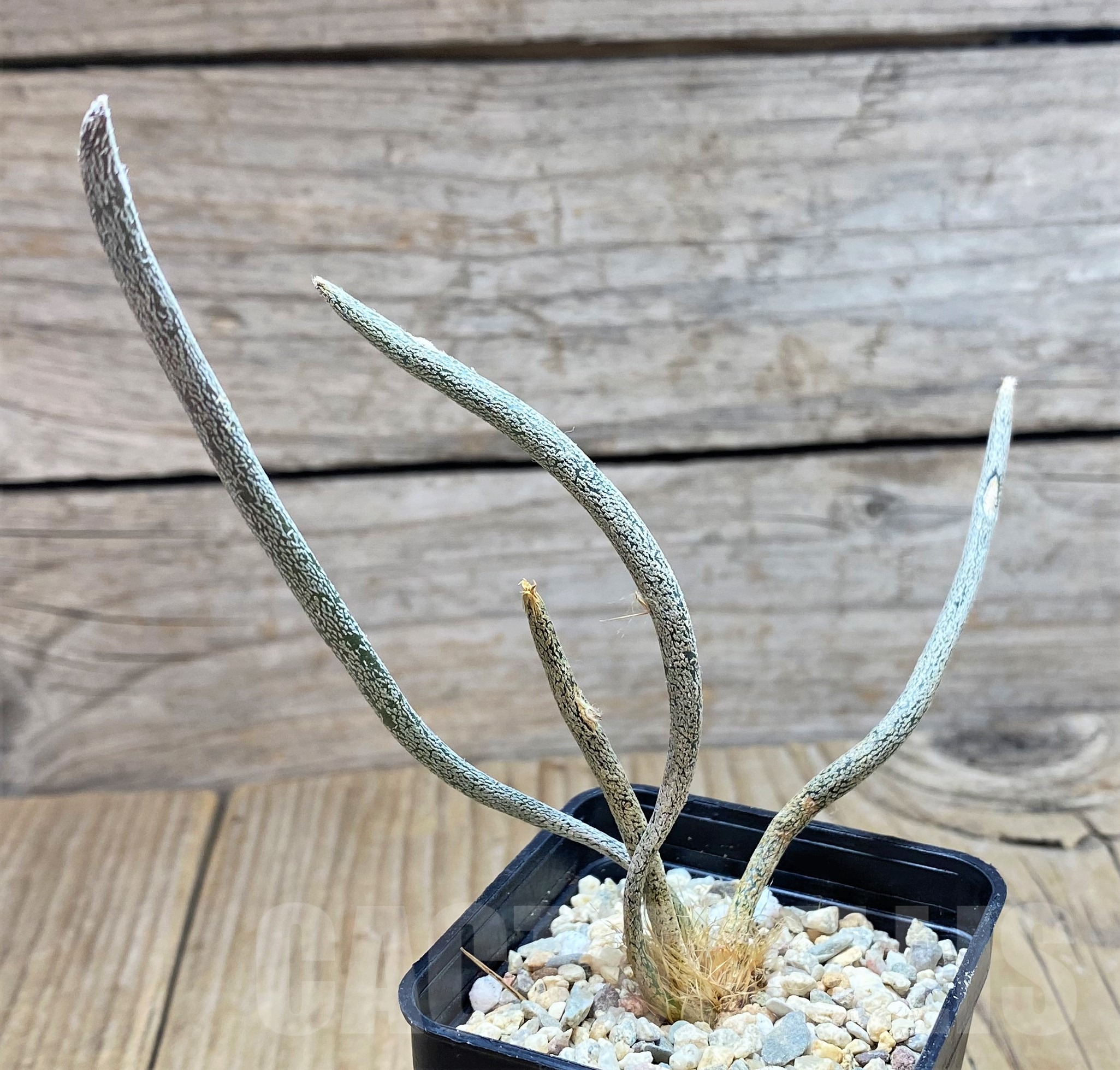 SH1797 Astrophytum caput-medusae