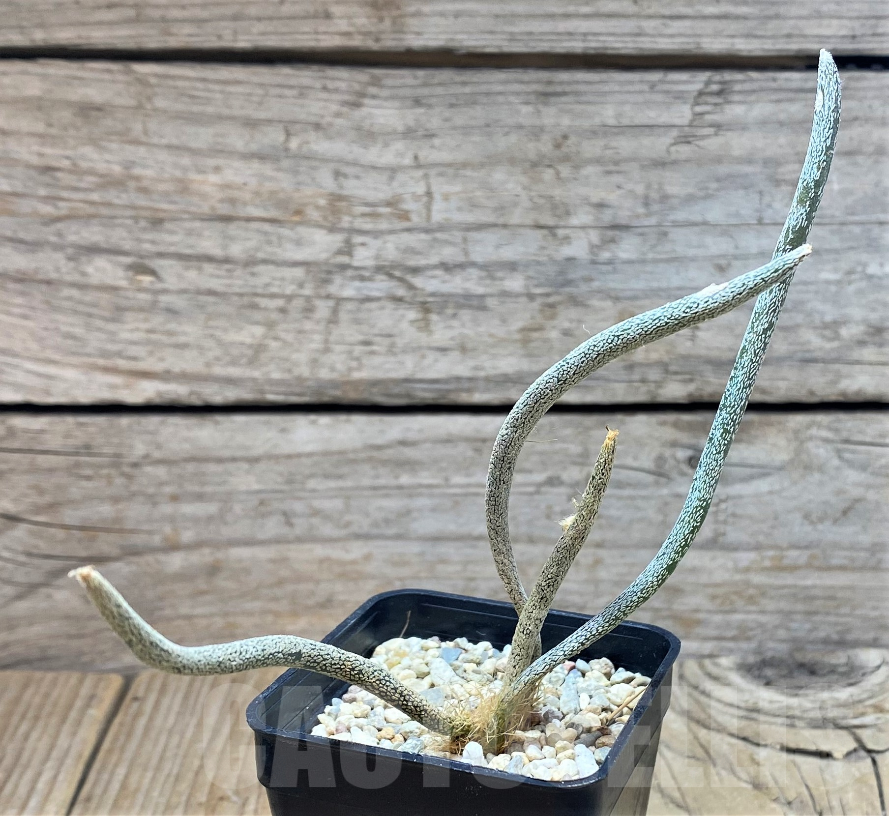 SH1797 Astrophytum caput-medusae - Image 2