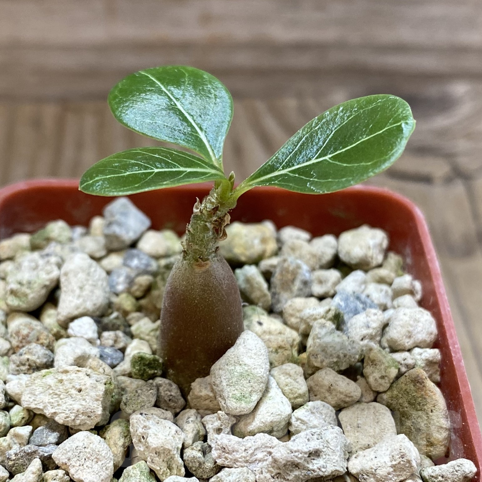 SH19291 Adenium socotranum - Image 2