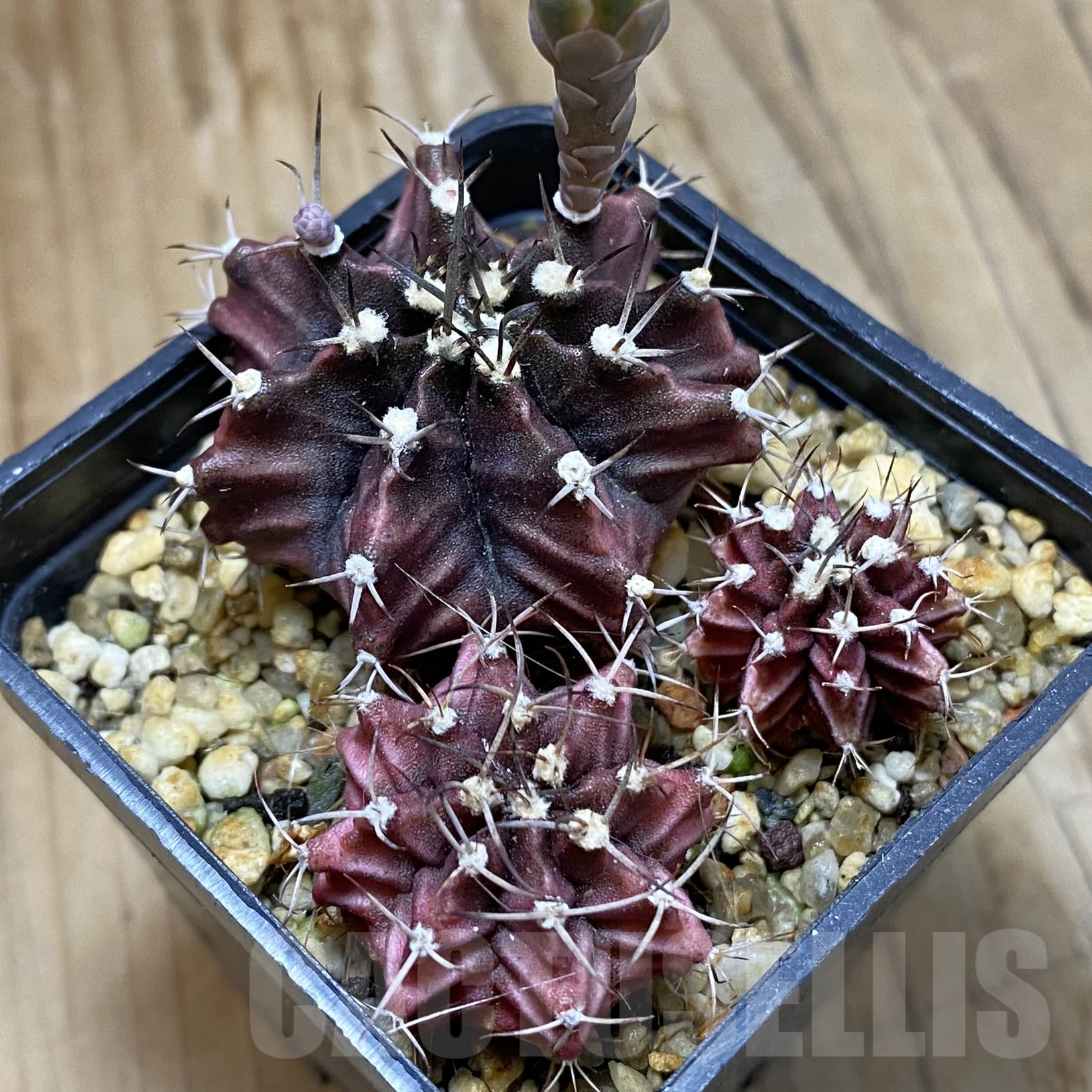 SH14471 Gymnocalycium mihanovichii hybrid, 3 plants