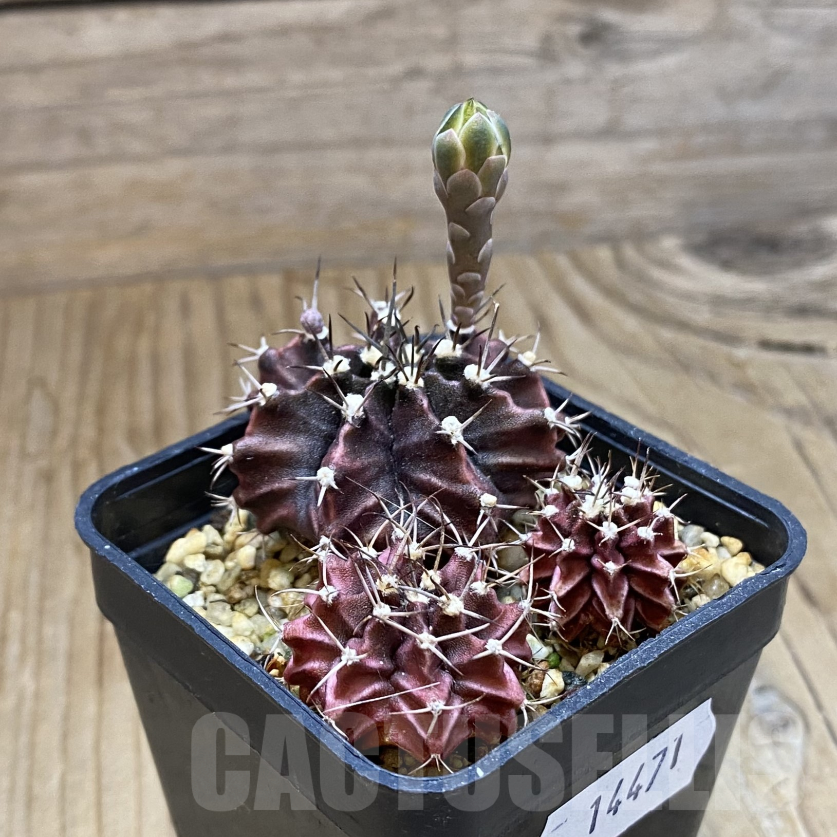 SH14471 Gymnocalycium mihanovichii hybrid, 3 plants - Image 2