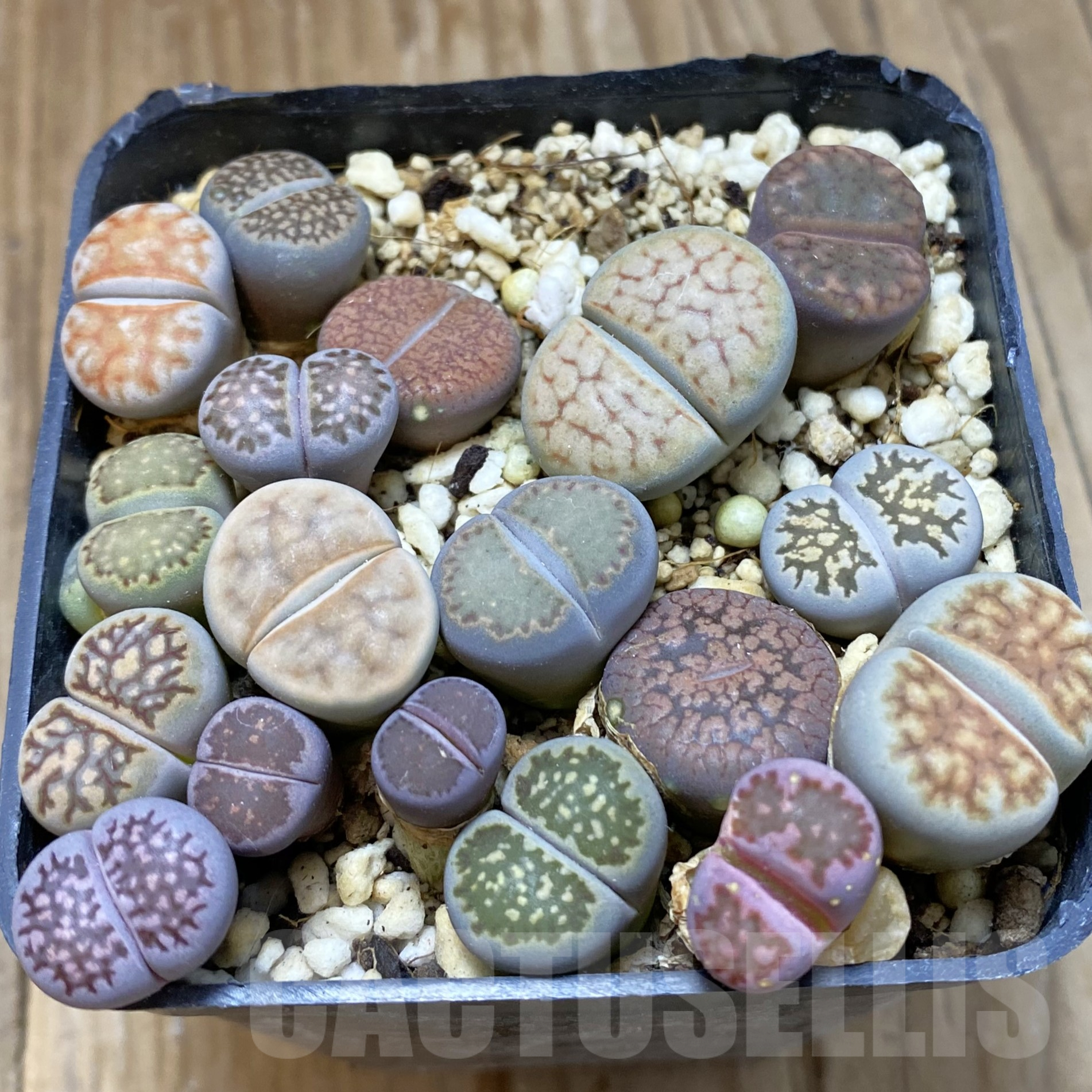 SH14478 Lithops mix