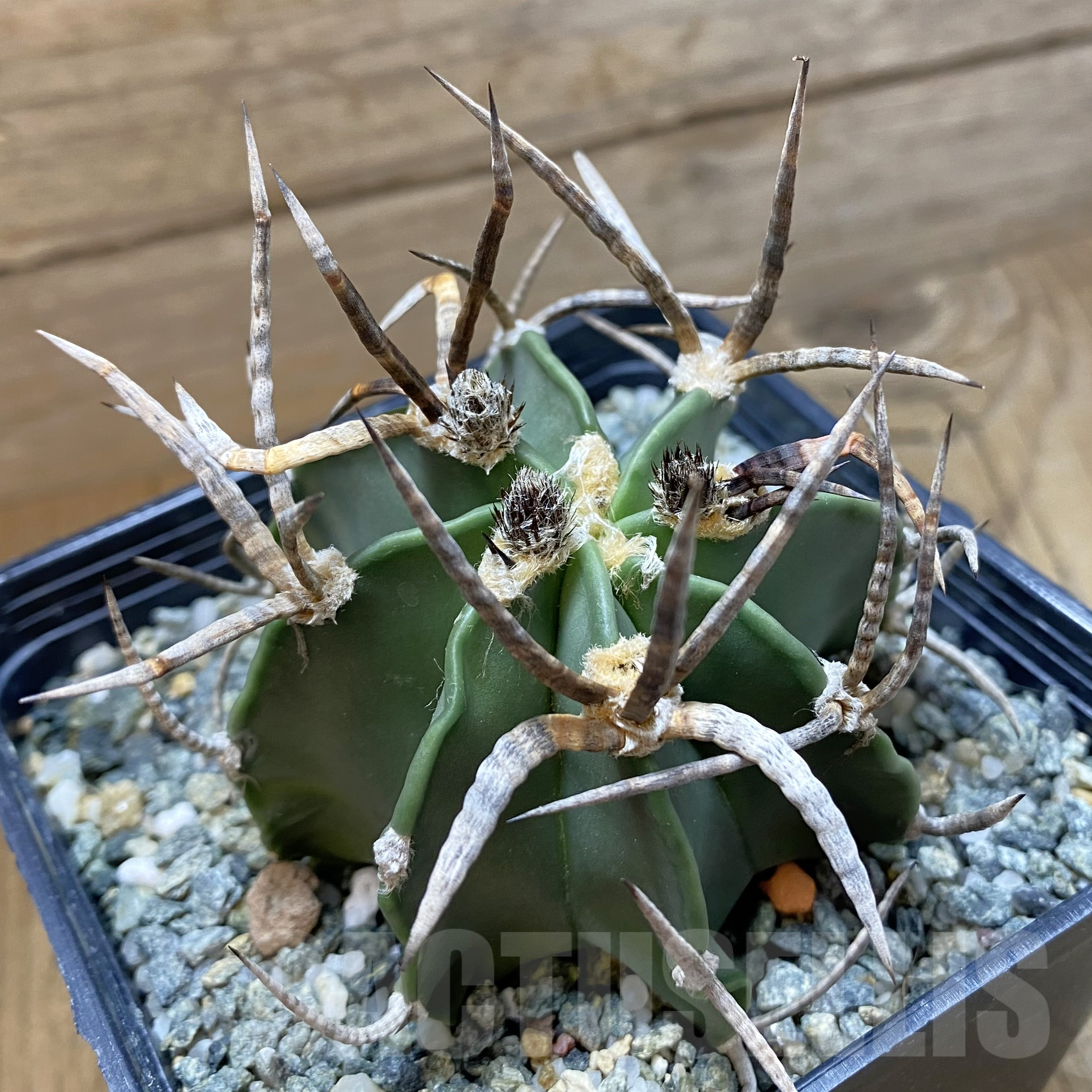SH14481 Astrophytum crassispinum 'Buffalo'