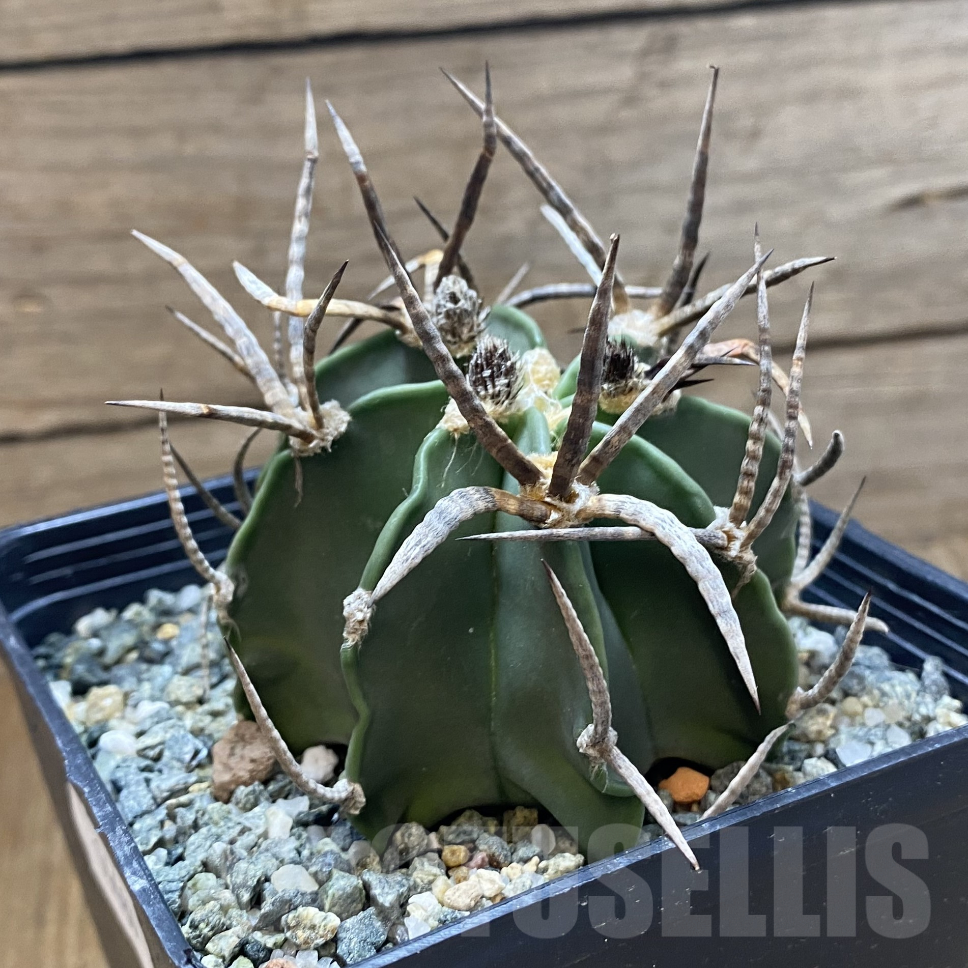 SH14481 Astrophytum crassispinum 'Buffalo' - Image 2