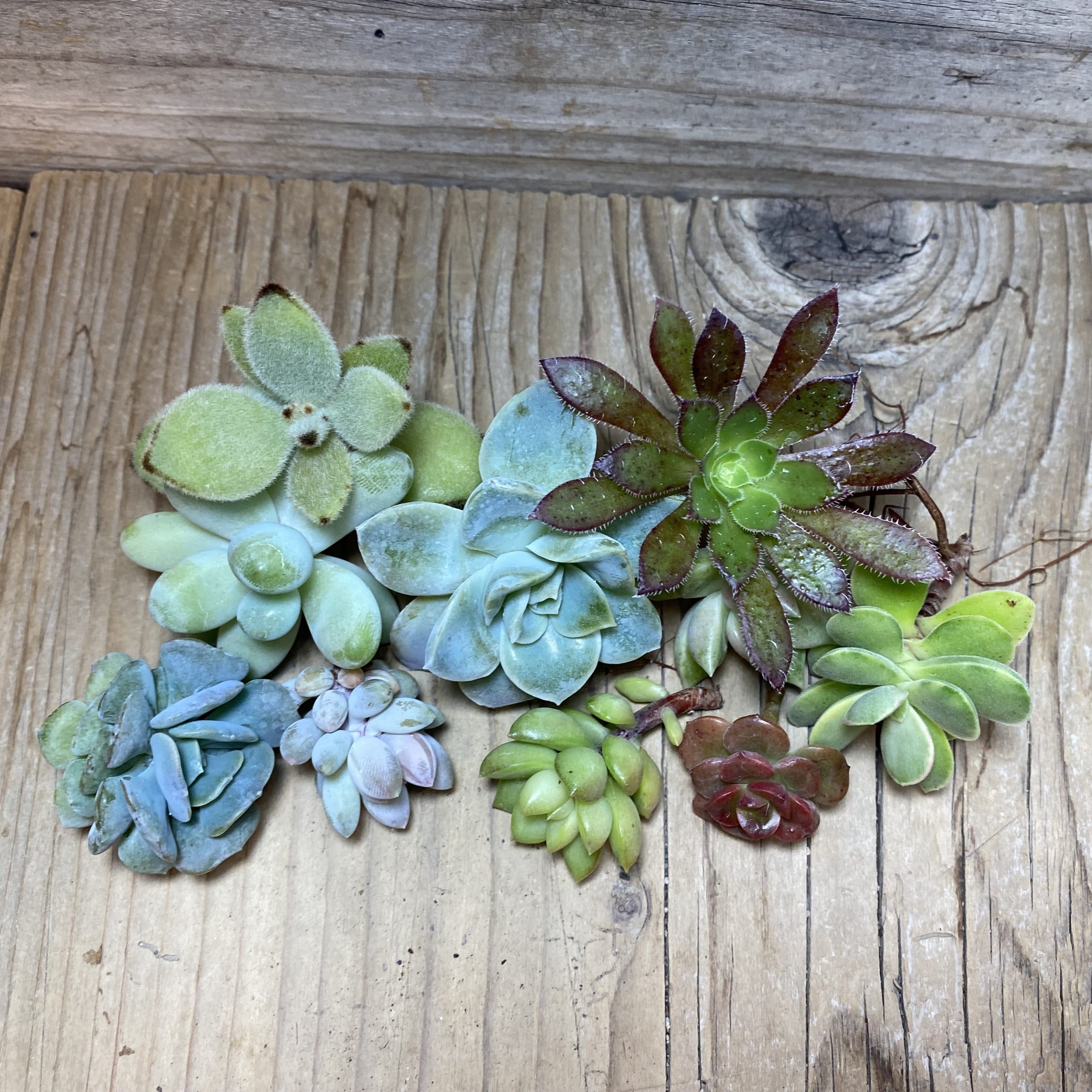 SH26354 Succulents mix, cuted - Image 2