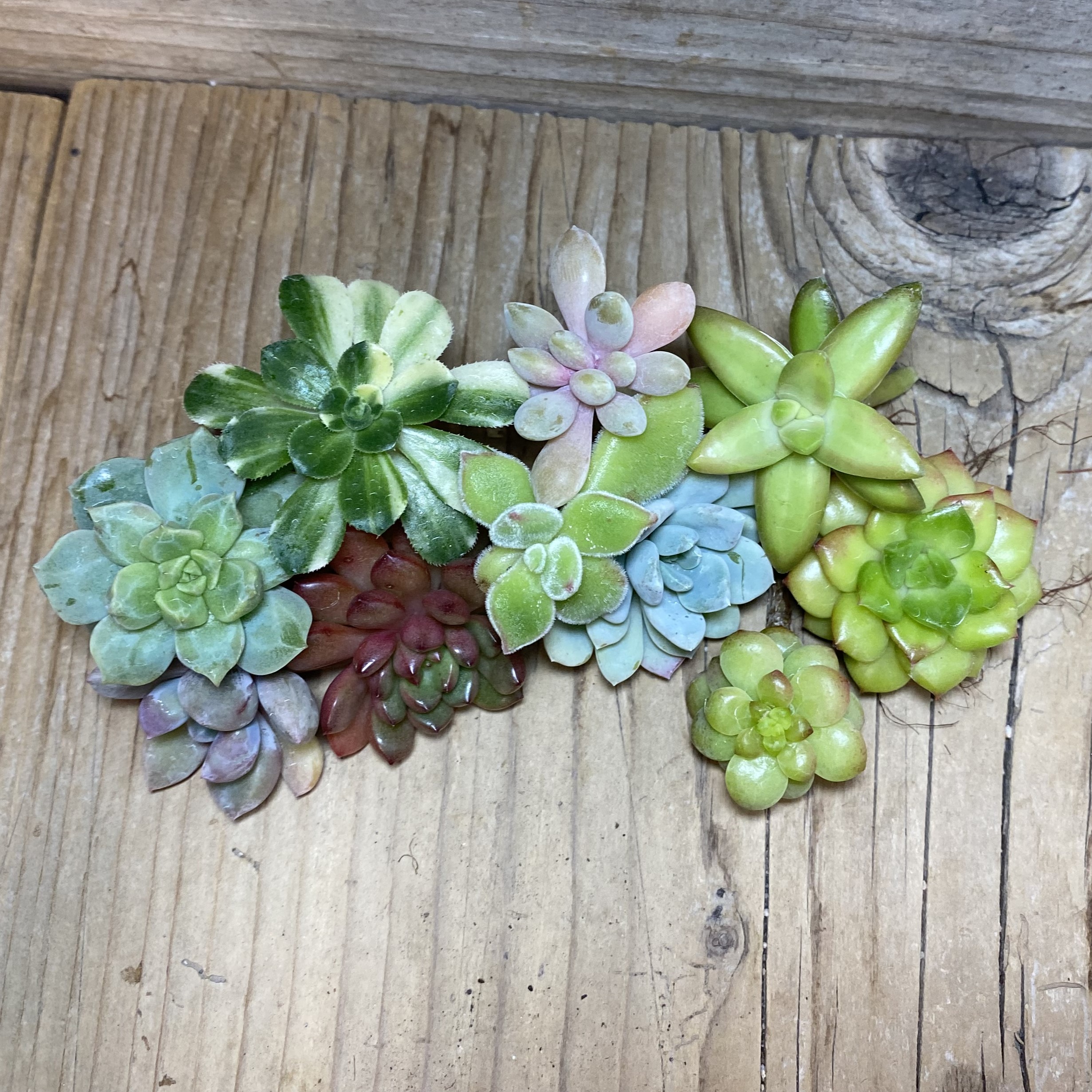 SH26355 Succulents mix, cuted - Image 2