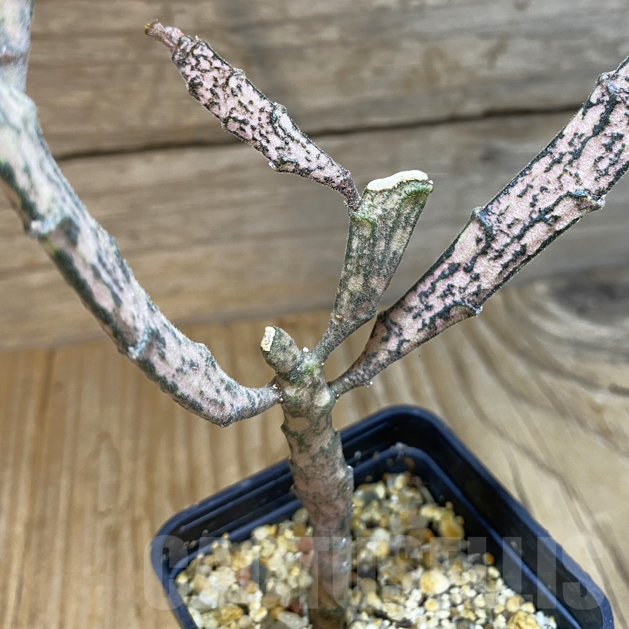 SH14499 Euphorbia platyclada