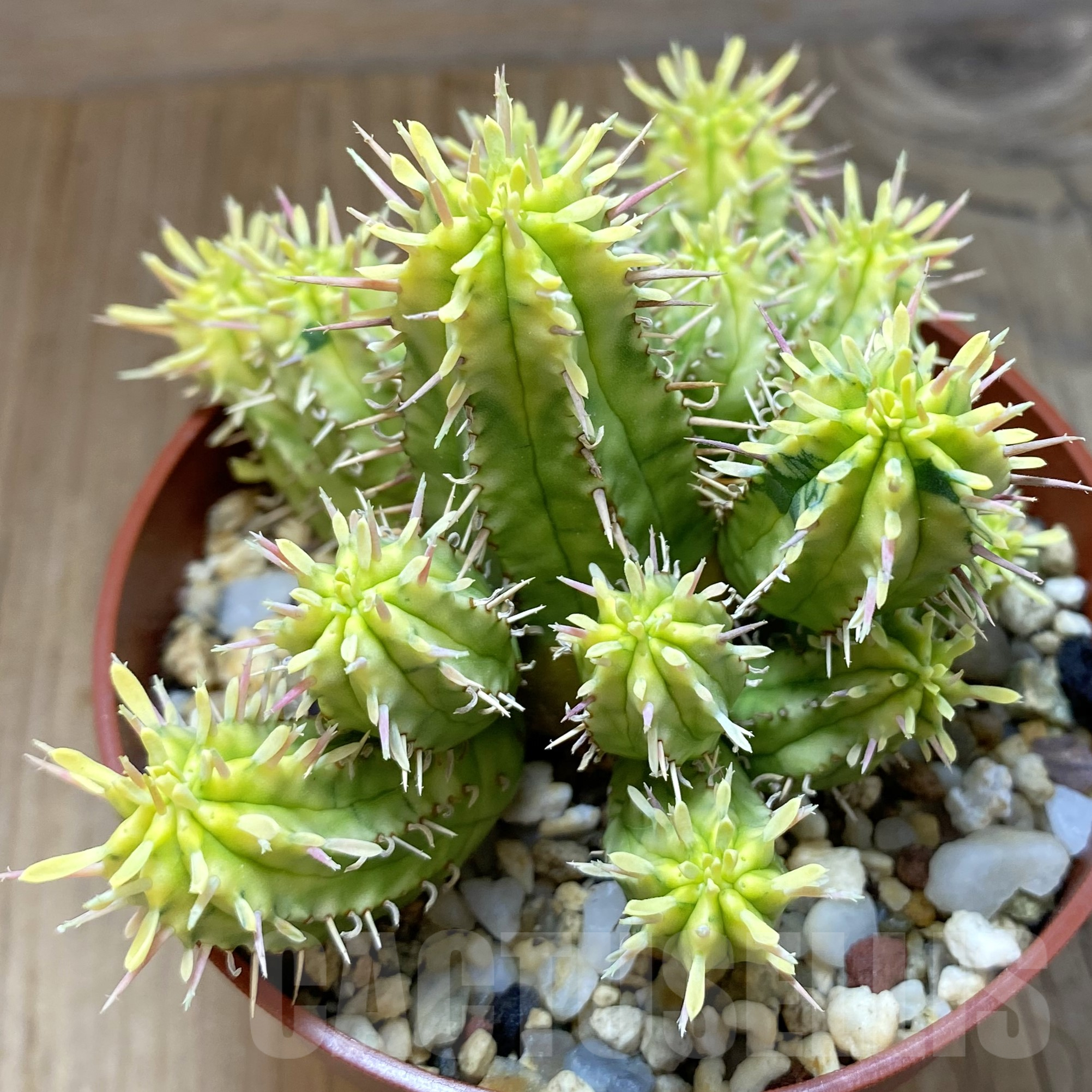 SH14500 Euphorbia aggregata f. variegata