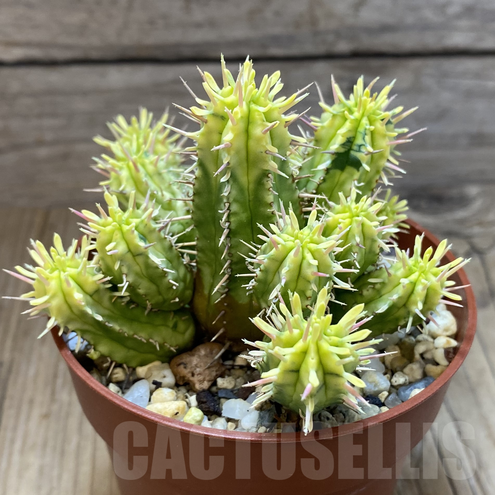 SH14500 Euphorbia aggregata f. variegata - Image 2