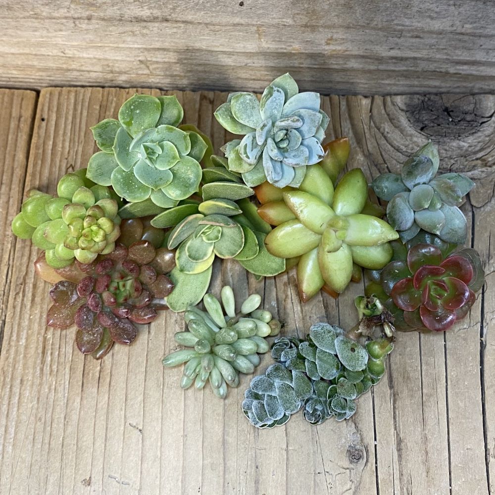 SH28301 Succulents mix, cuted - Image 2