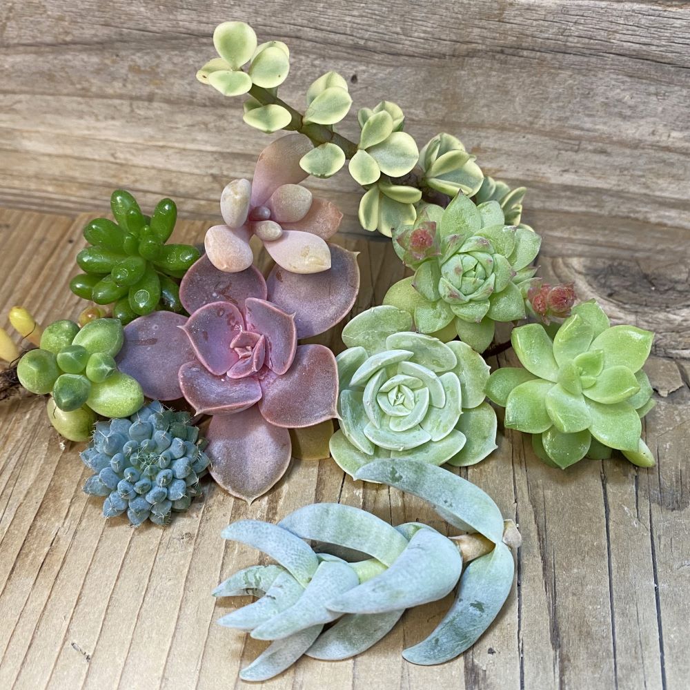 SH28302 Succulents mix, cuted