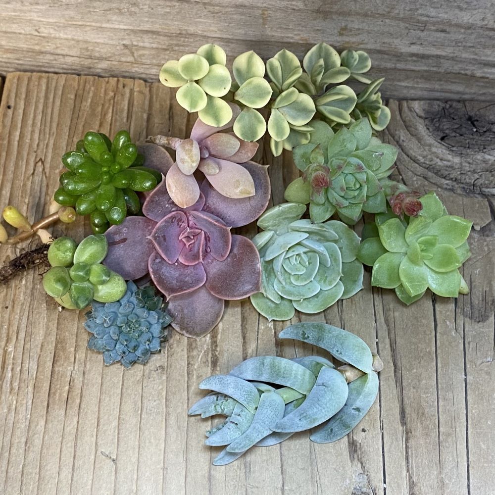 SH28302 Succulents mix, cuted - Image 2