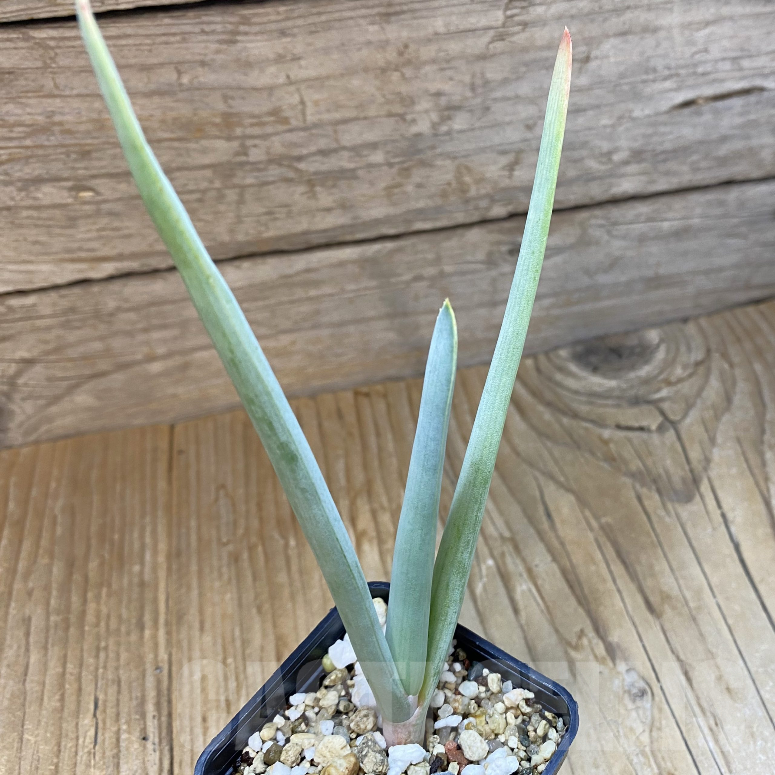 SH14508 Aloe plicatilis