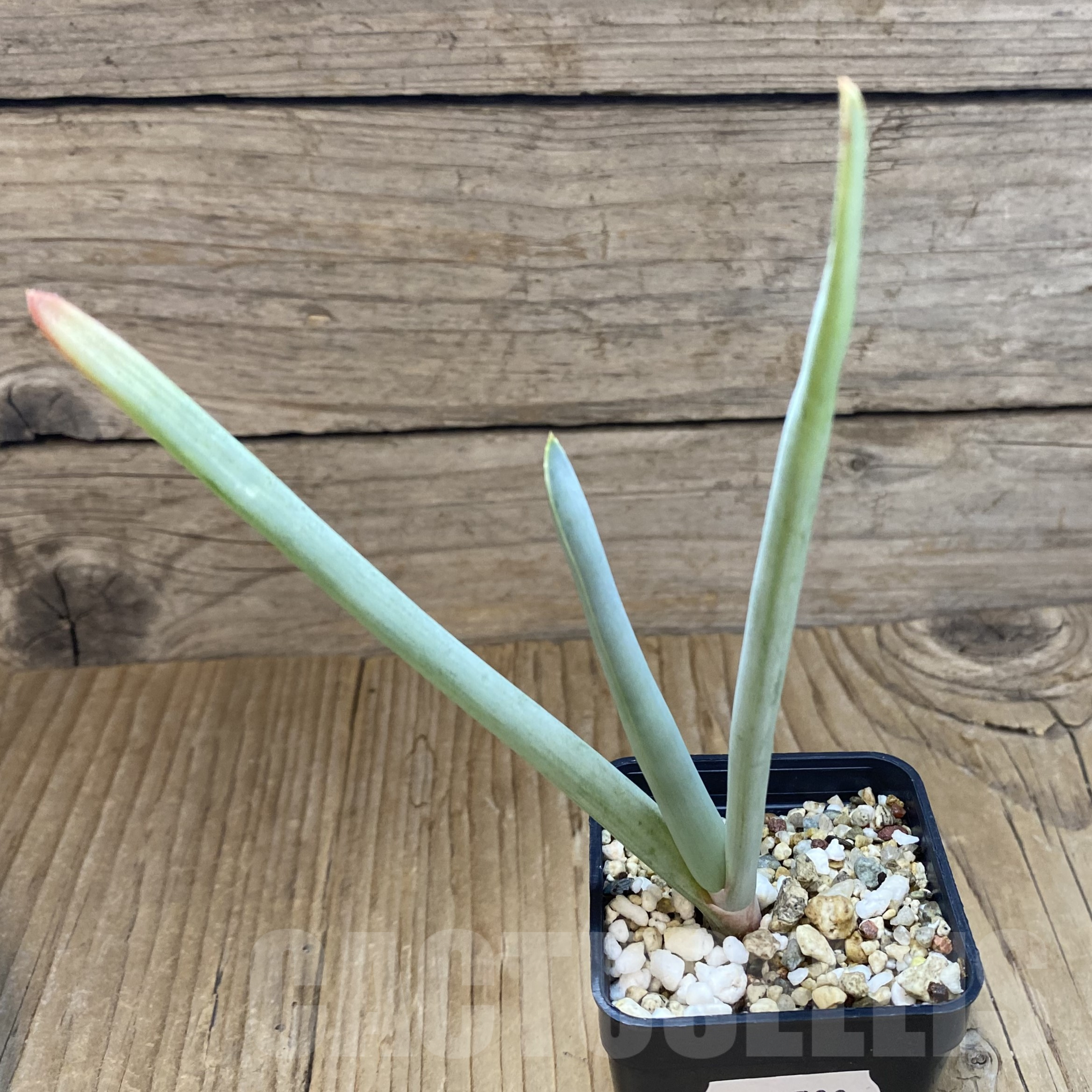 SH14508 Aloe plicatilis - Image 2
