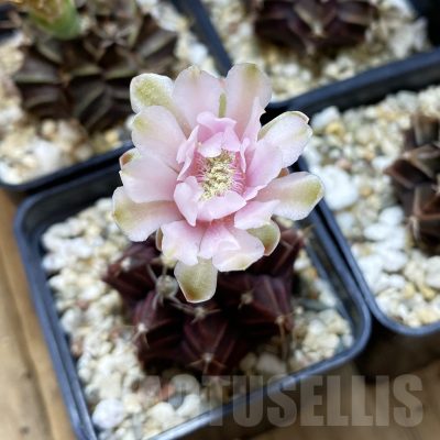 SET264 Gymnocalycium mihanovichii hybrid, 4 plants