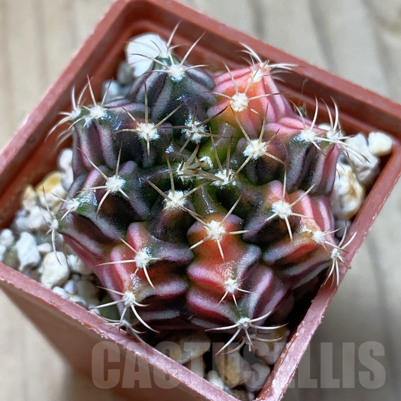 SH14512 Gymnocalycium mihanovichii f. variegata, seedling