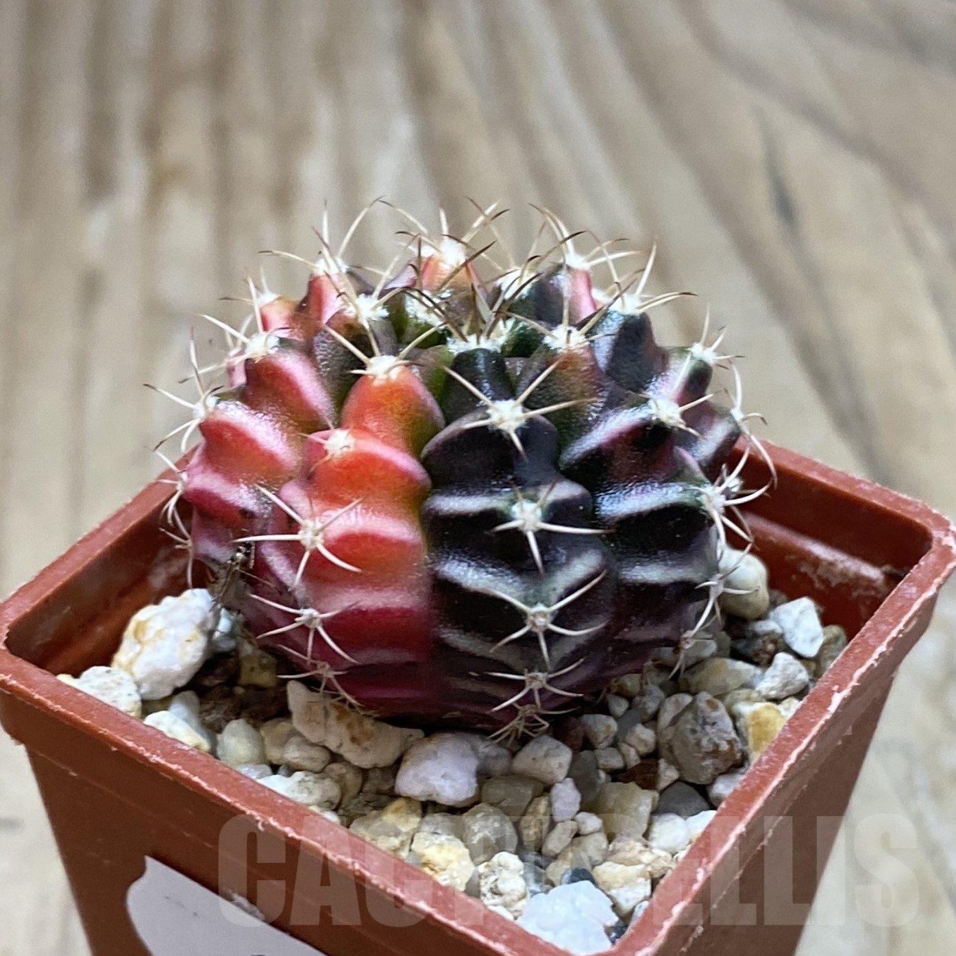SH14512 Gymnocalycium mihanovichii f. variegata, seedling - Image 2