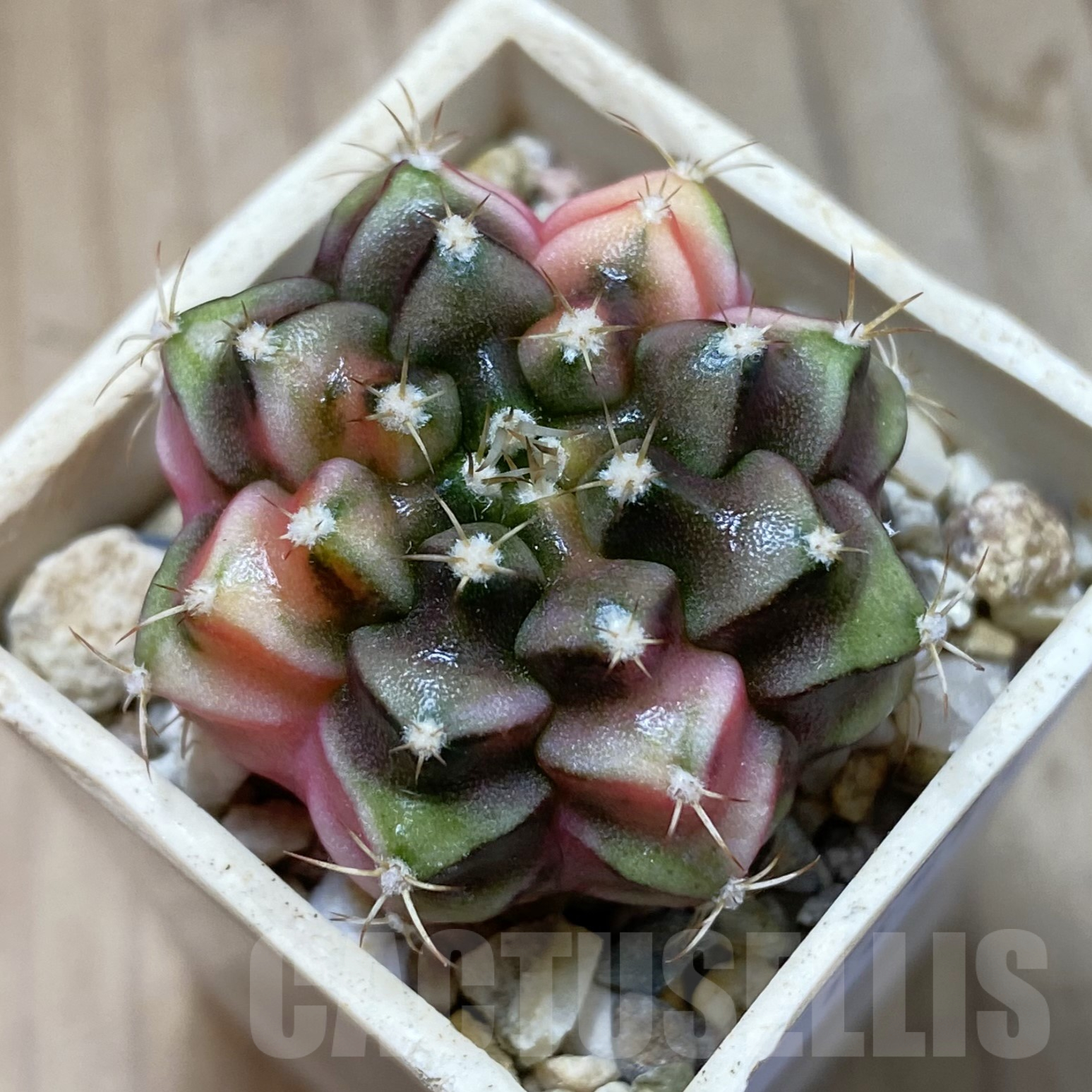 SH14513 Gymnocalycium mihanovichii f. variegata, seedling