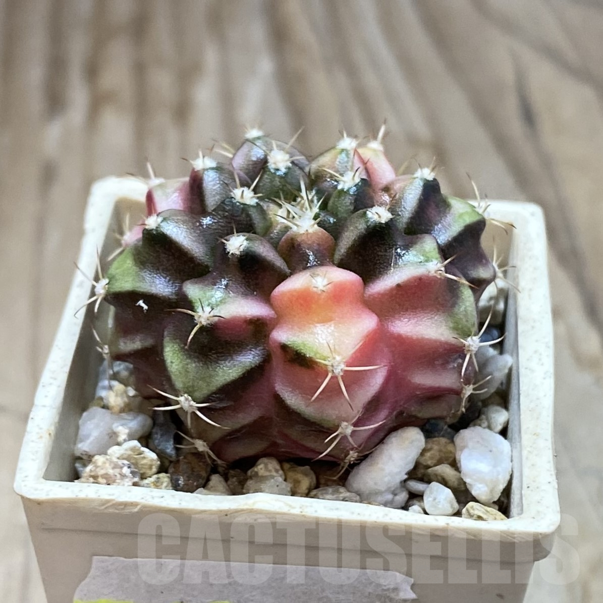 SH14513 Gymnocalycium mihanovichii f. variegata, seedling - Image 2