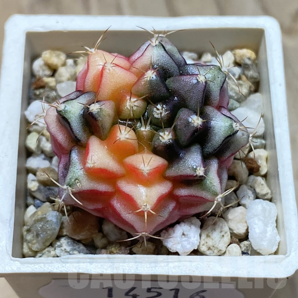 SH14516 Gymnocalycium mihanovichii f. variegata, seedling