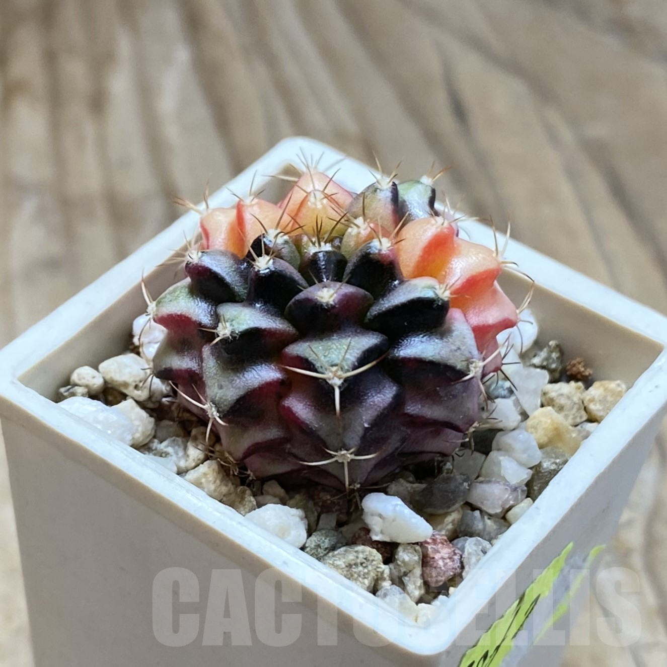 SH14516 Gymnocalycium mihanovichii f. variegata, seedling - Image 2