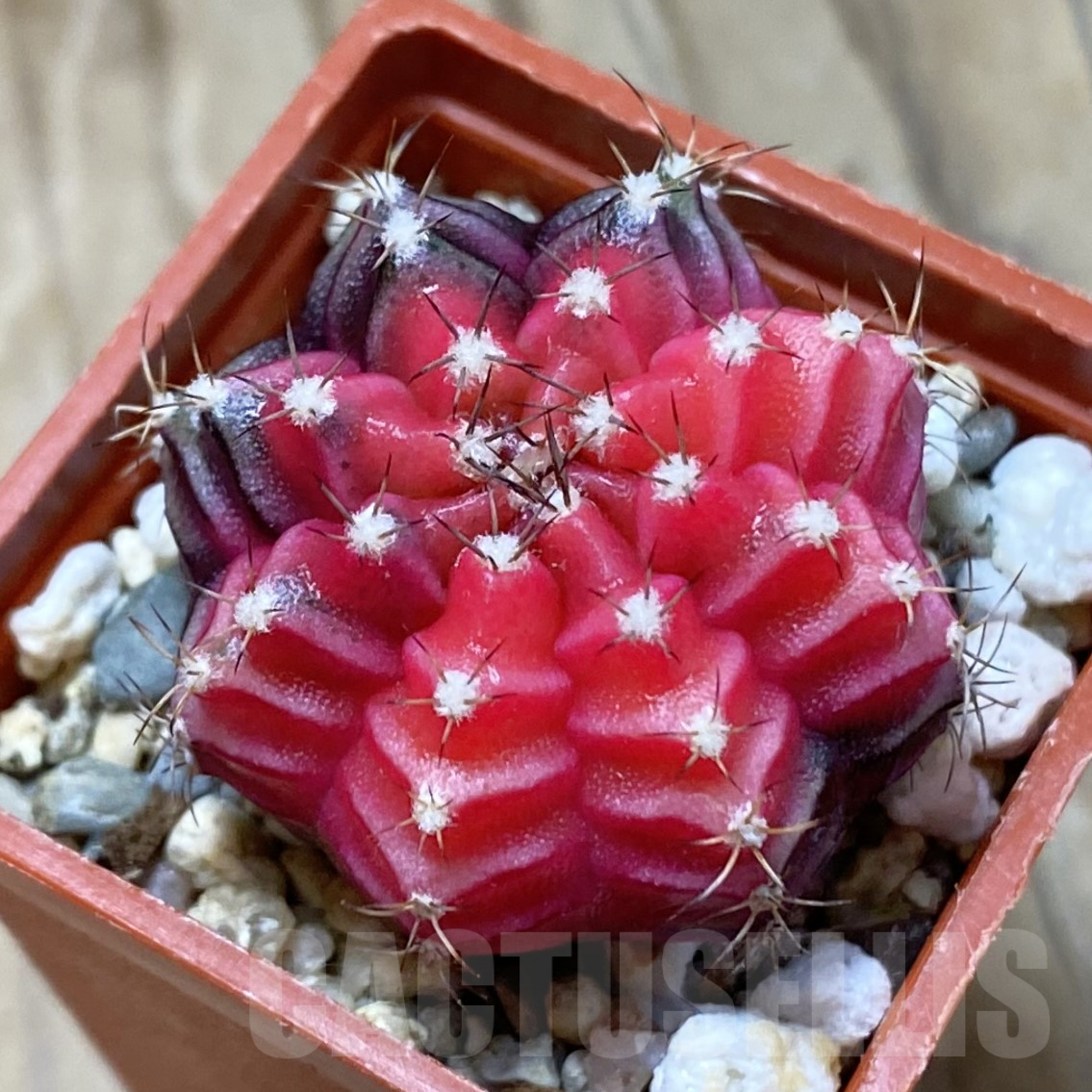 SH14518 Gymnocalycium mihanovichii f. variegata, seedling
