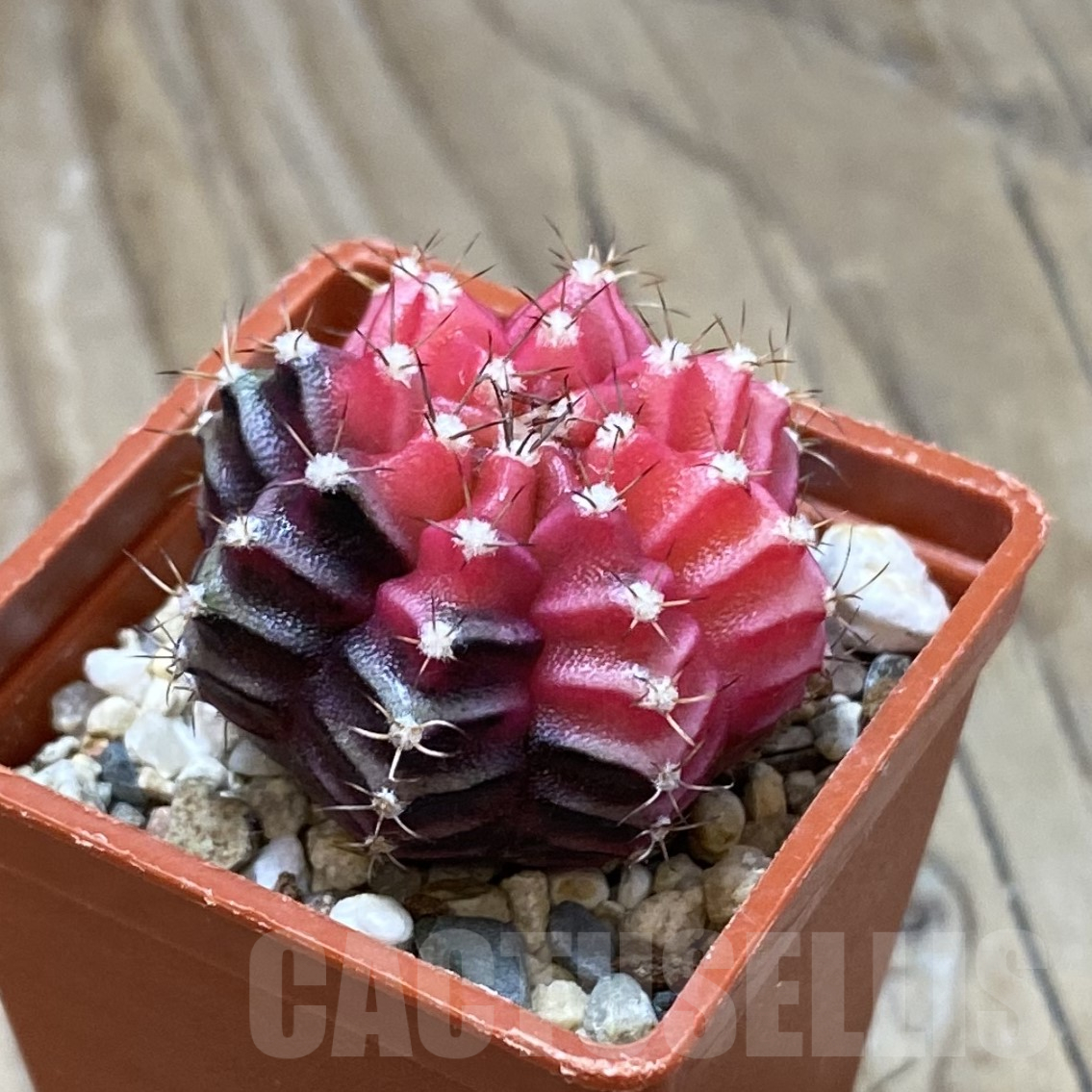 SH14518 Gymnocalycium mihanovichii f. variegata, seedling - Image 2