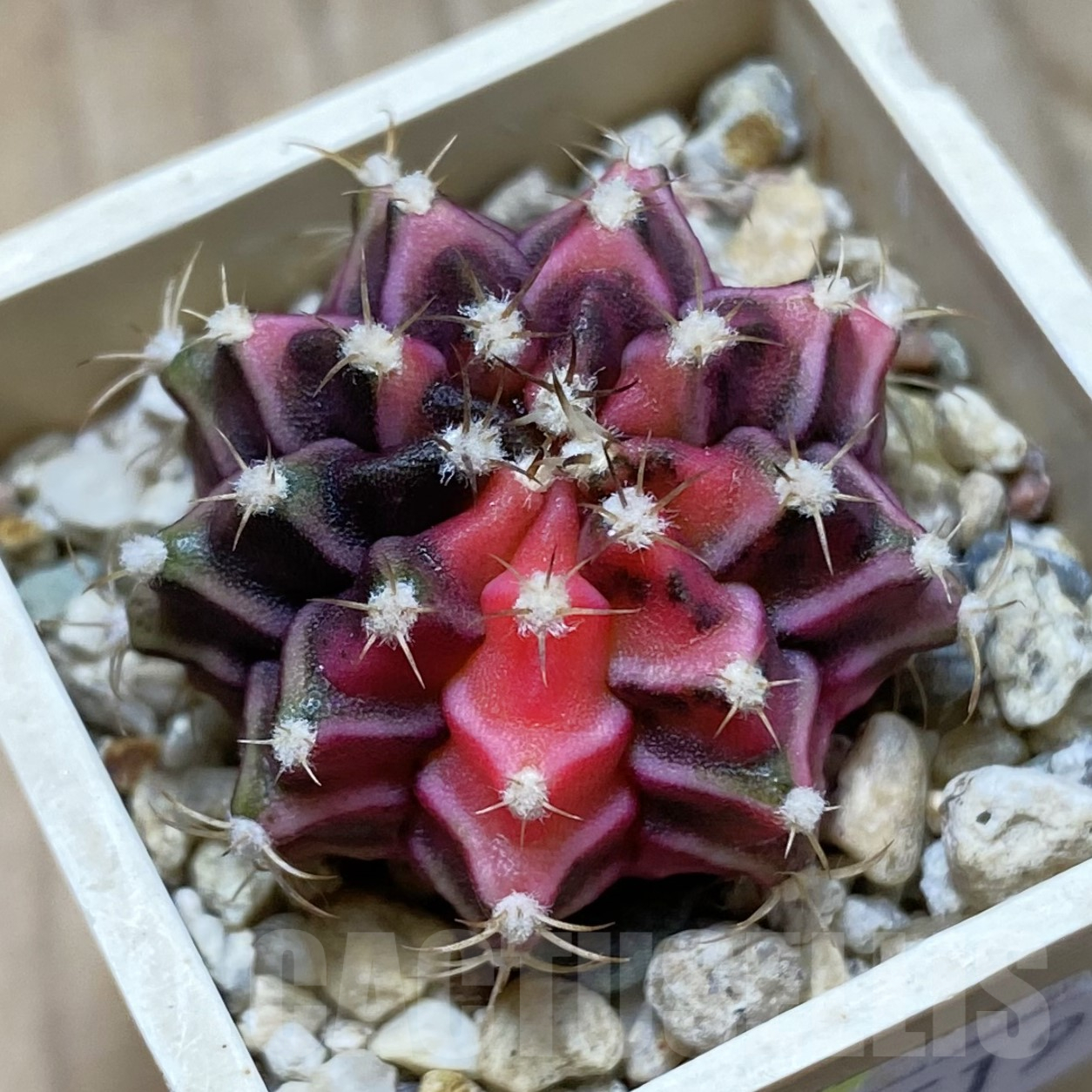 SH14519 Gymnocalycium mihanovichii f. variegata, seedling