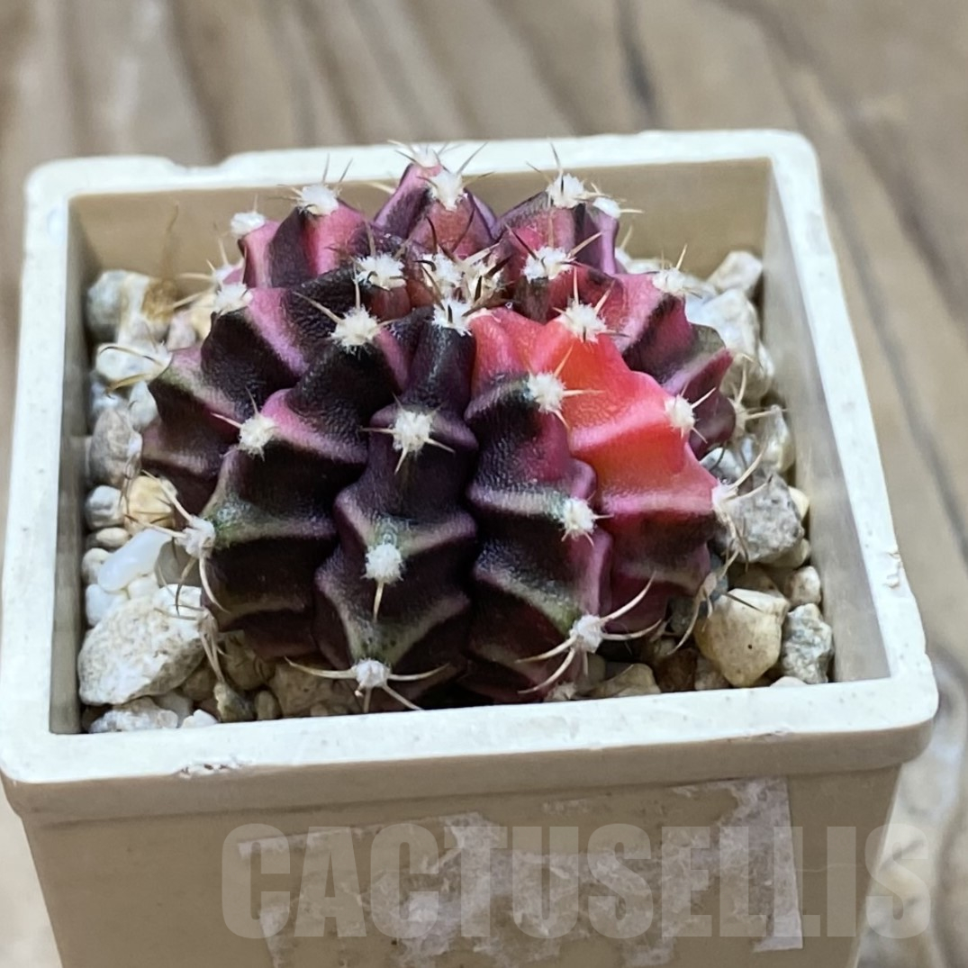 SH14519 Gymnocalycium mihanovichii f. variegata, seedling - Image 2