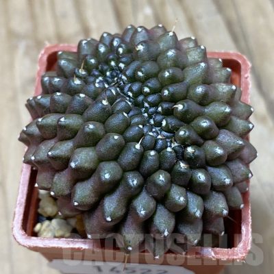 SH14522 Gymnocalycium mihanovichii ‘inermis’ f. cristata