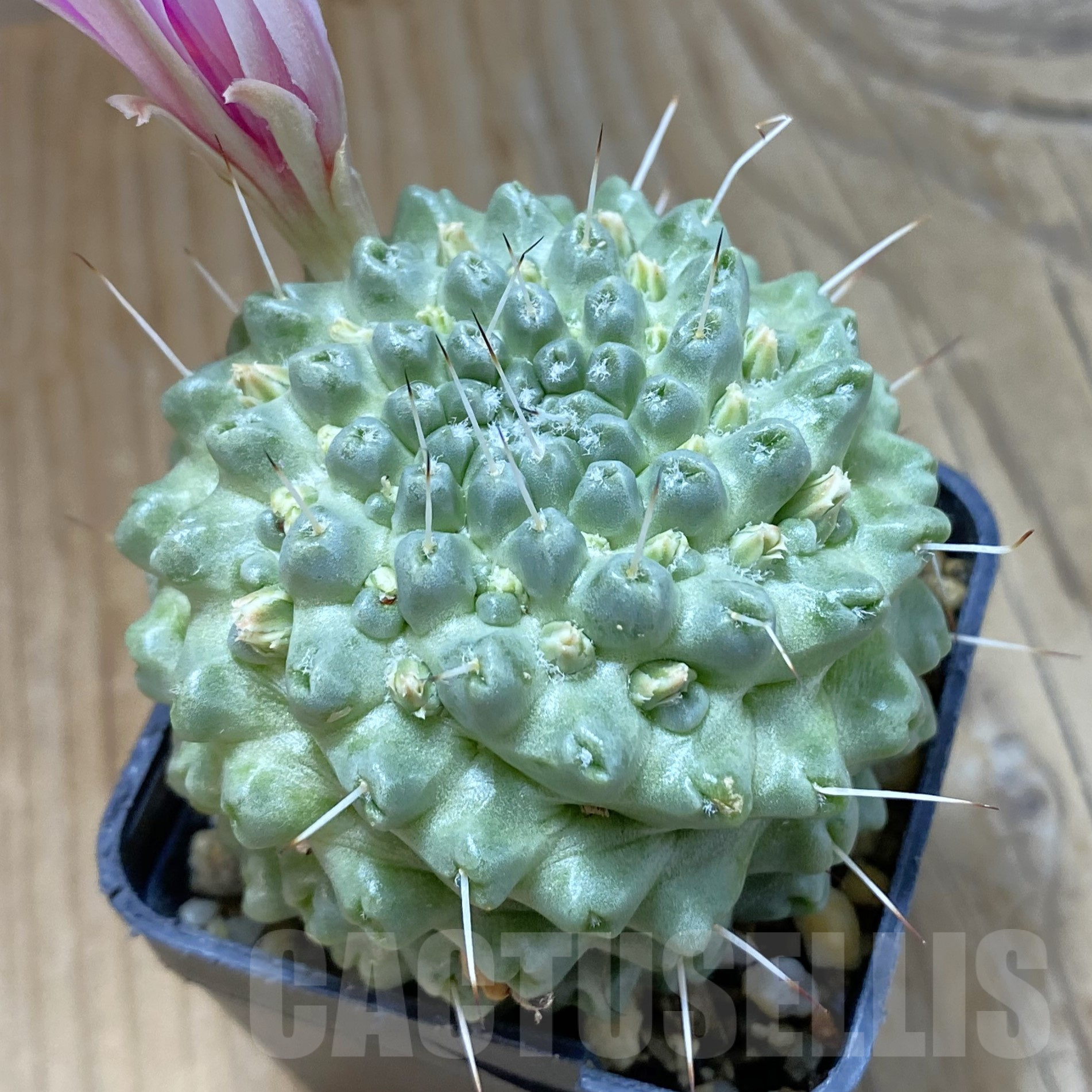 SH14537 Mammillaria schumannii f. monstrosa - Image 2