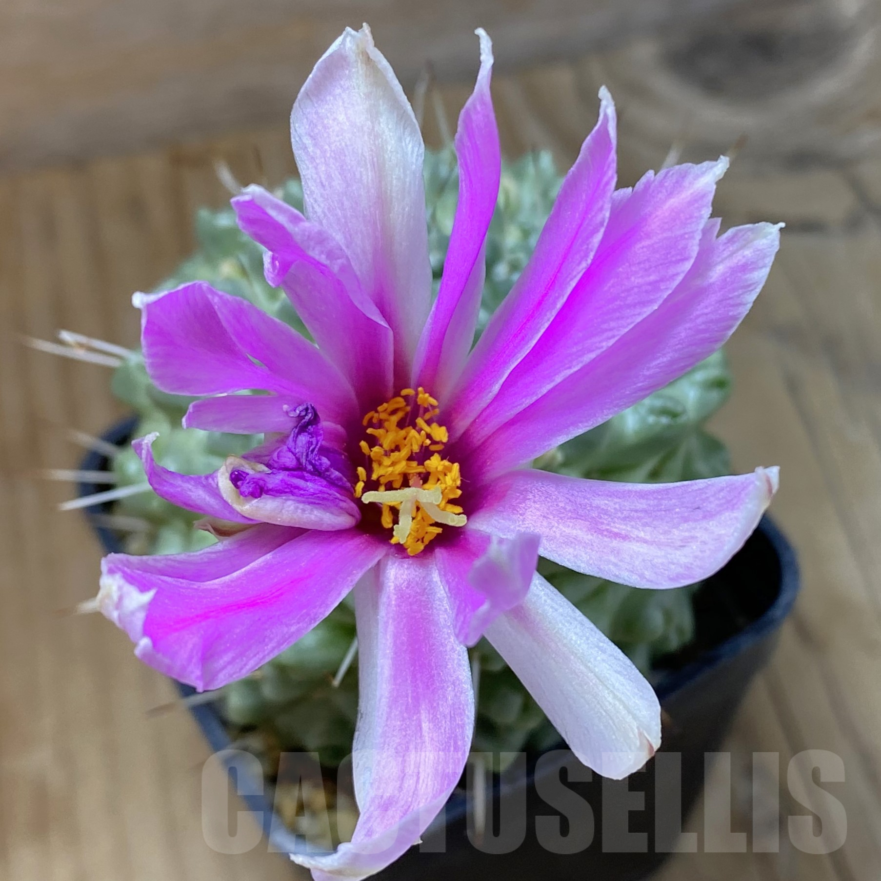 SH14537 Mammillaria schumannii f. monstrosa