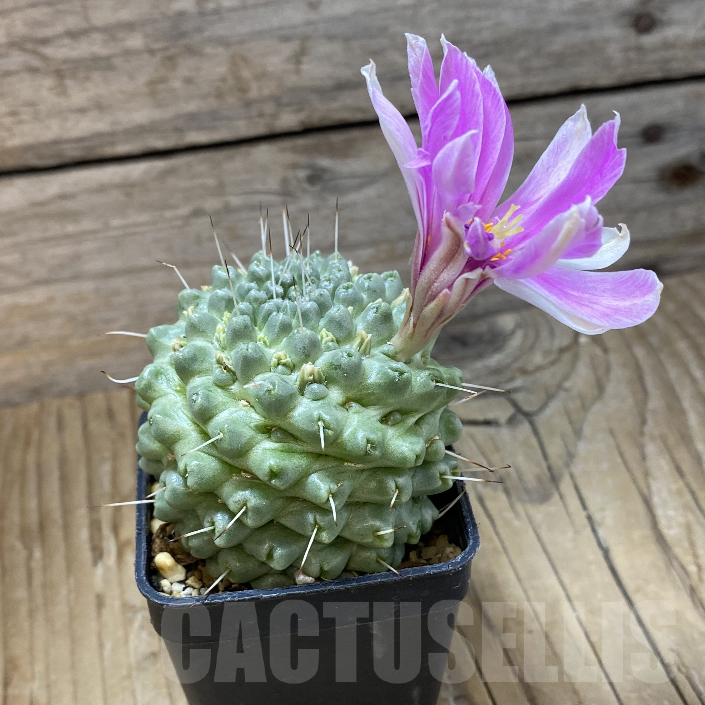SH14537 Mammillaria schumannii f. monstrosa - Image 3