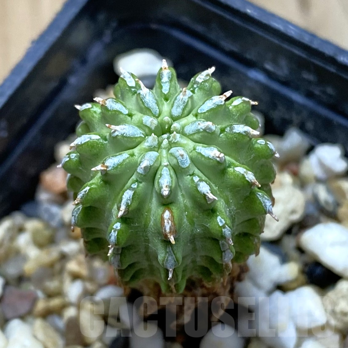 SH14539 Euphorbia sepulta