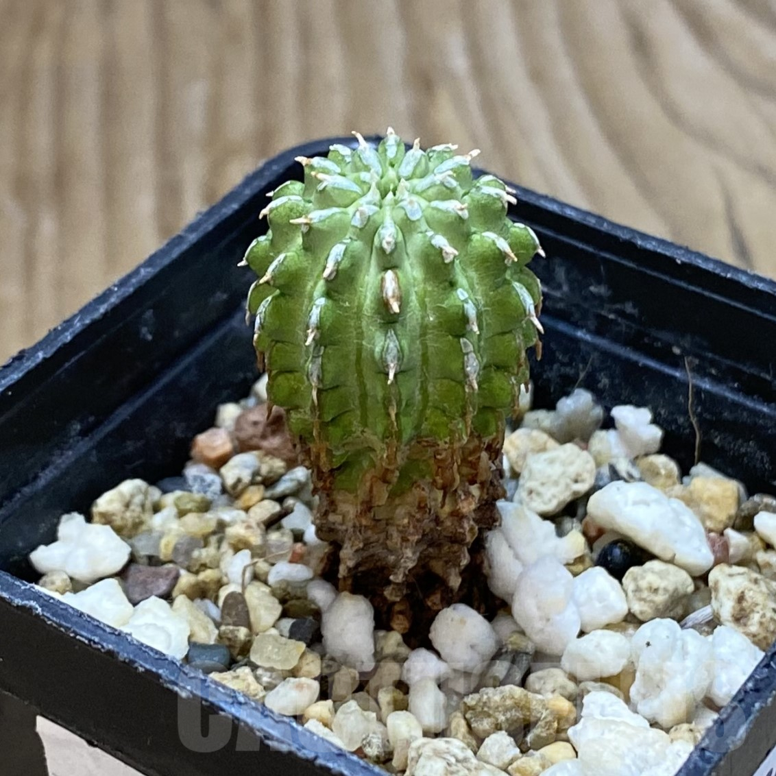 SH14539 Euphorbia sepulta - Image 2