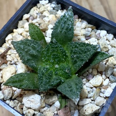SH14542 Ariocarpus fissuratus ‘Godzilla’ hybrid, seedling