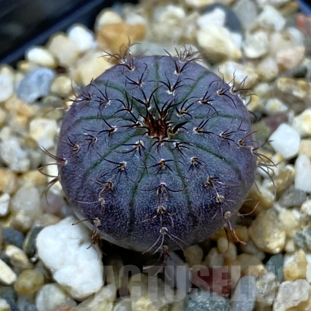 SH14543 Frailea asterioides