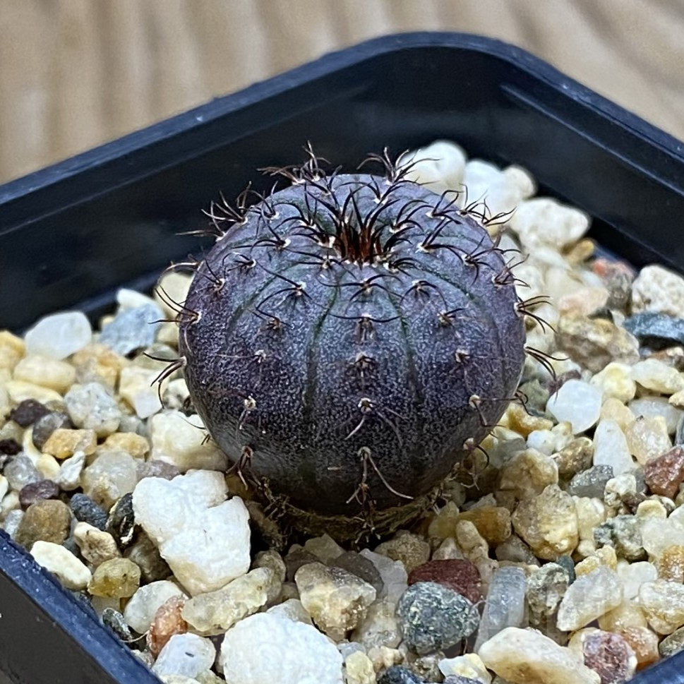 SH14543 Frailea asterioides - Image 2