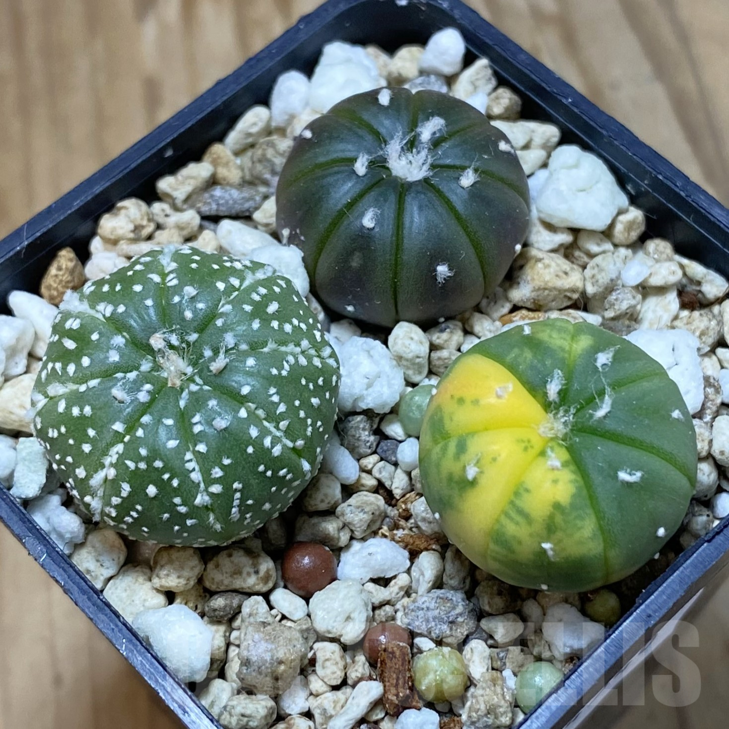 SH14546 Astrophytum asterias mix
