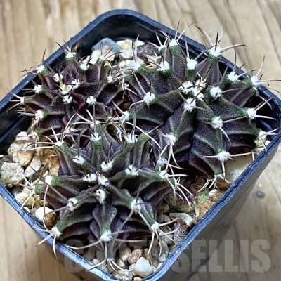 SH14548 Gymnocalycium mihanovichii mix hybrid