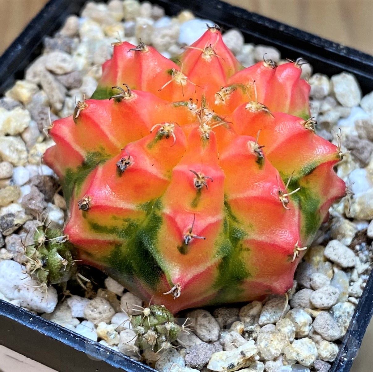 SH19442 Gymnocalycium mihanovichii 'French Fuchsia' - Image 2