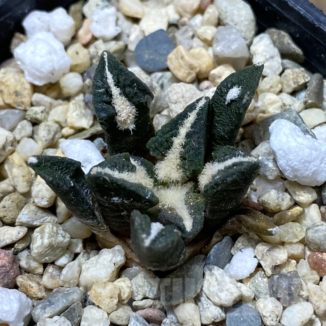 SH14569 Ariocarpus kotschoubeyanus v. elephantidens PP 413 - Image 3