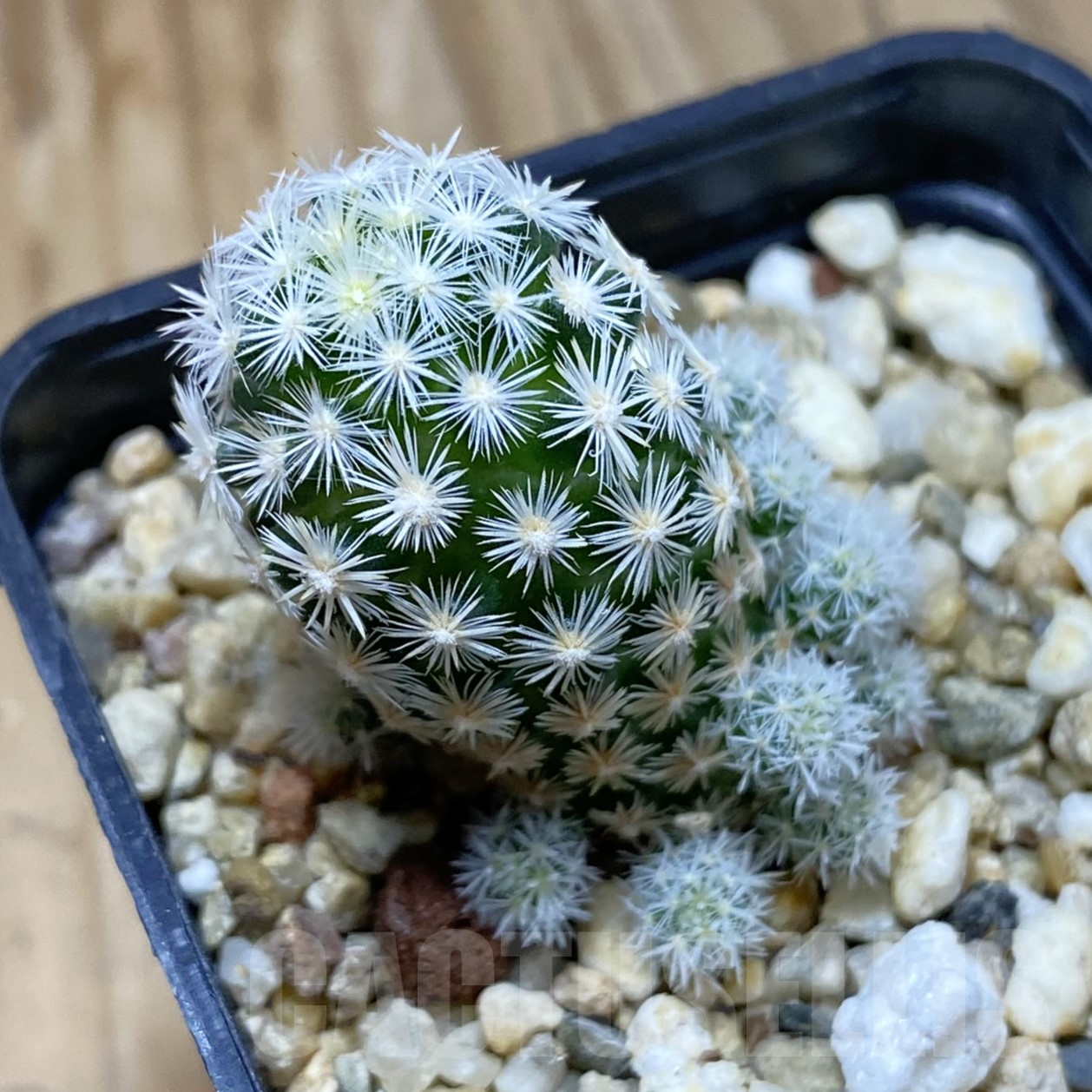 SH14572 Escobaria leei