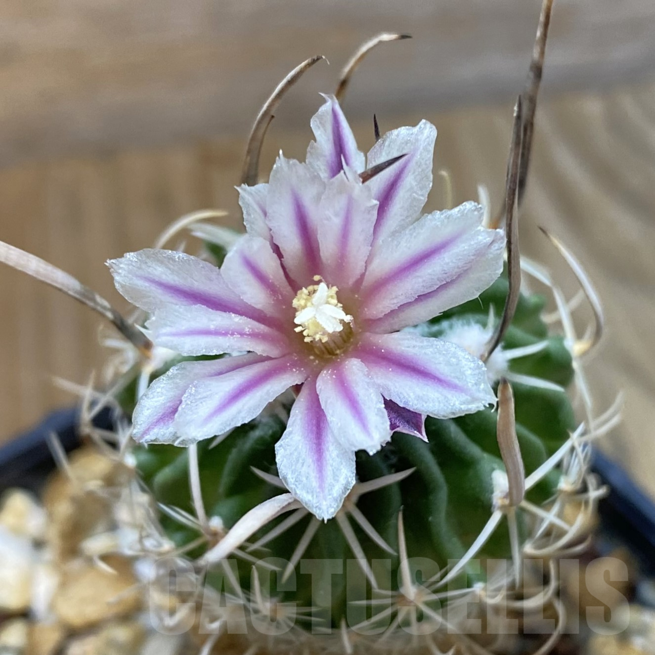SH14573 Echinofossulocactus zacatecasensis