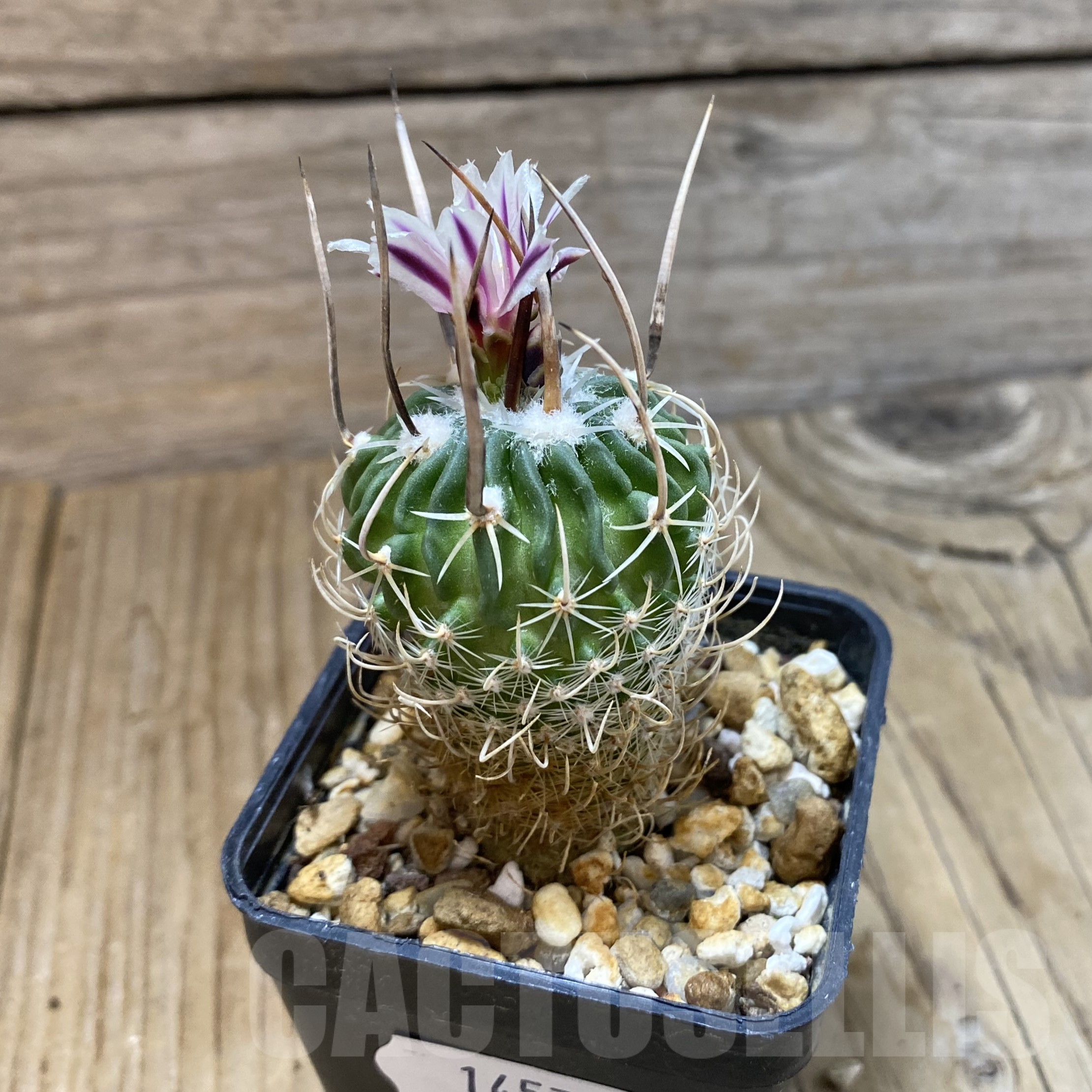 SH14573 Echinofossulocactus zacatecasensis - Image 2