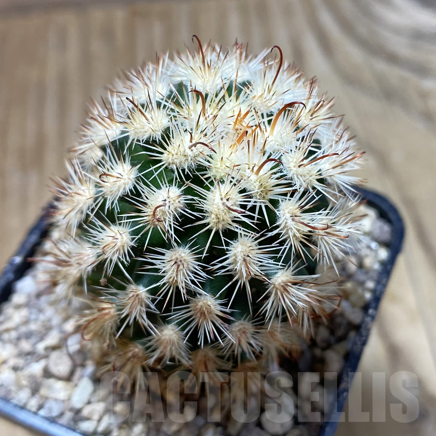 SH19481 Mammillaria gracilis f. monstruosa