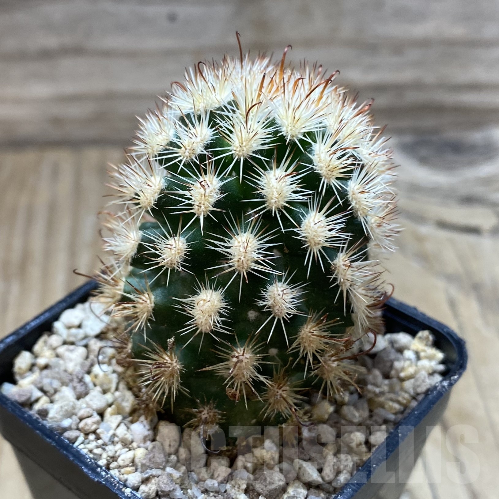 SH19481 Mammillaria gracilis f. monstruosa - Image 2