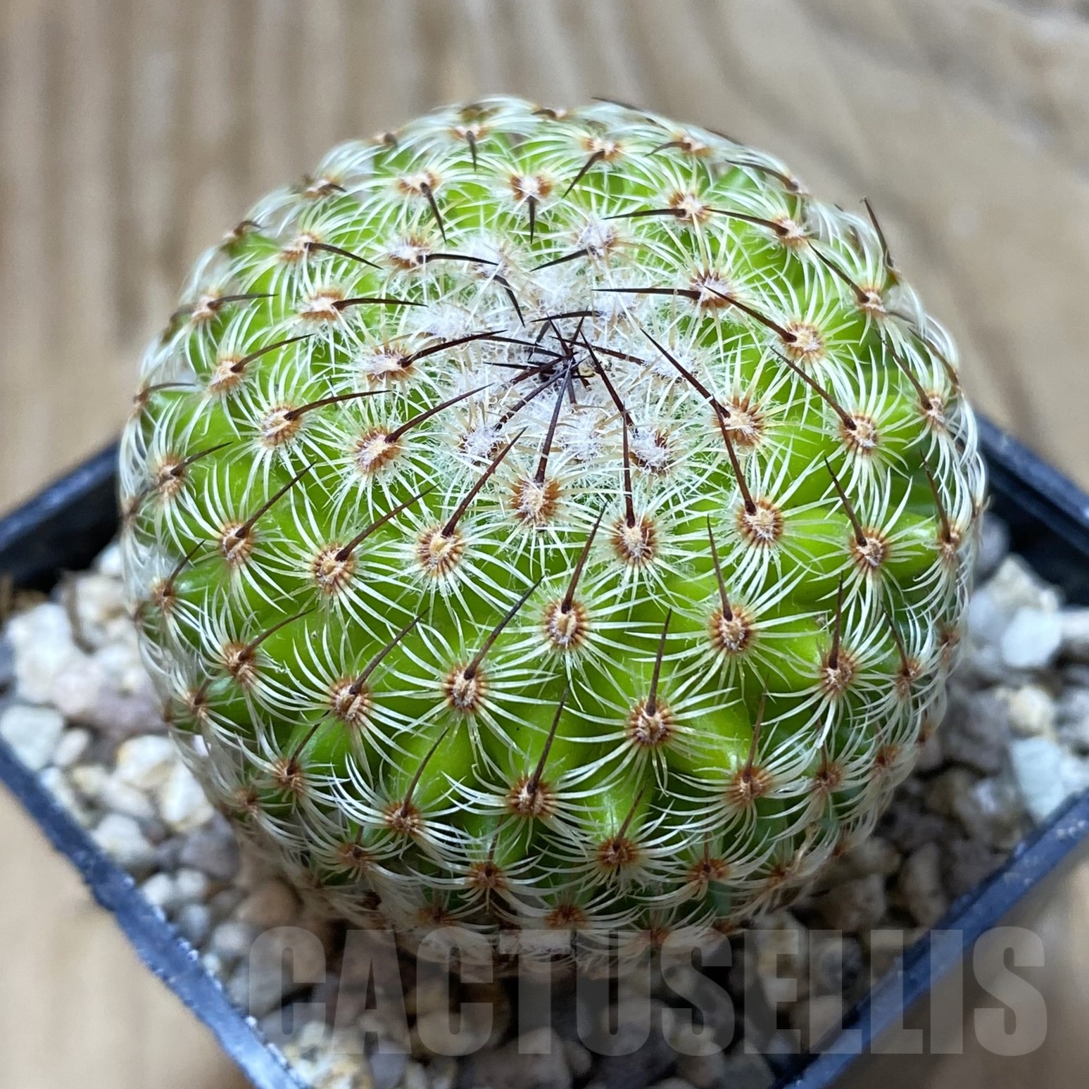 SH19483 Mammillaria huitzilopochtli