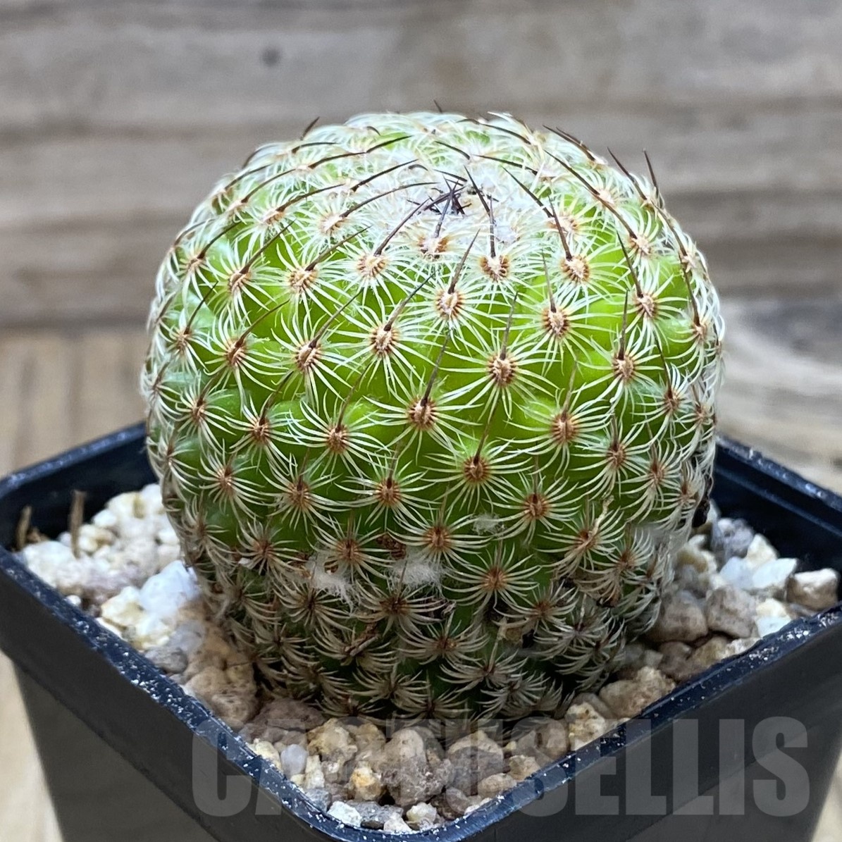 SH19483 Mammillaria huitzilopochtli - Image 2